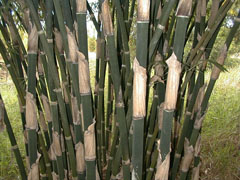 Bambusa polymorpha Burmese bamboo, Jama Betua